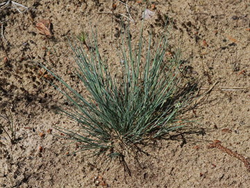 Corynephorus canescens