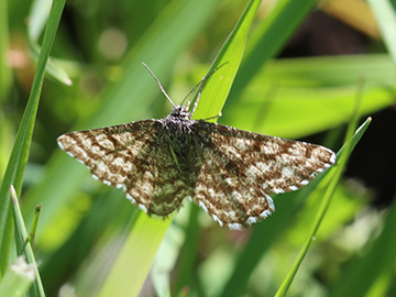 Ematurga atomaria
