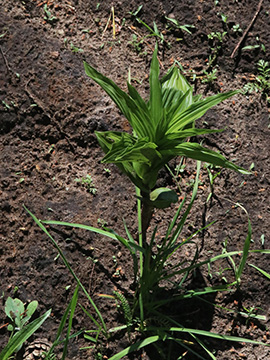 Epipactis helleborine