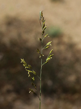 Festuca filiformis