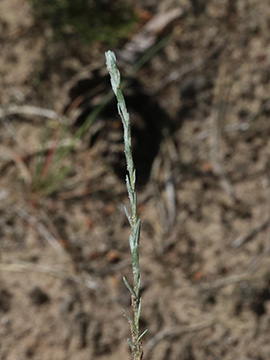 Filago minima