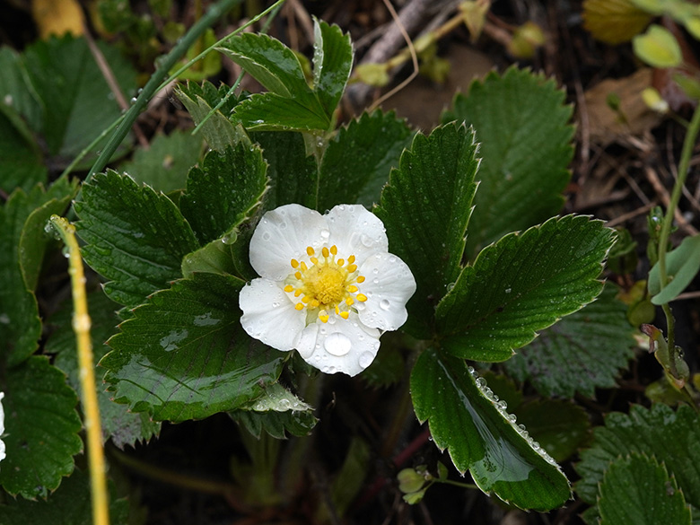 Fragaria viridis