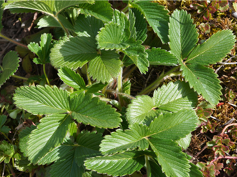 Fragaria viridis