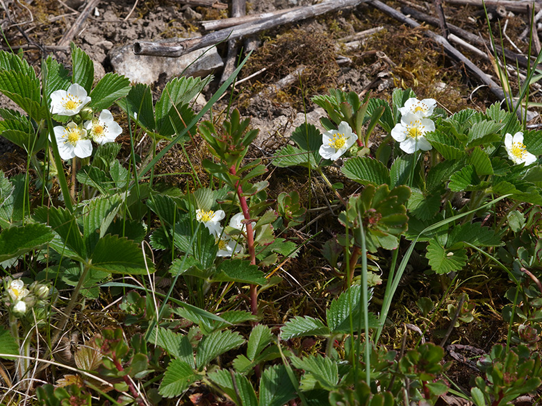 Fragaria viridis