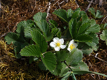 Fragaria viridis