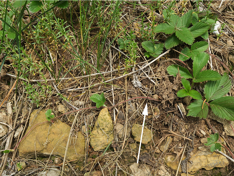 Fragaria viridis