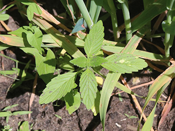 Galeopsis segetum