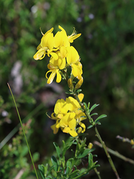Genista pilosa