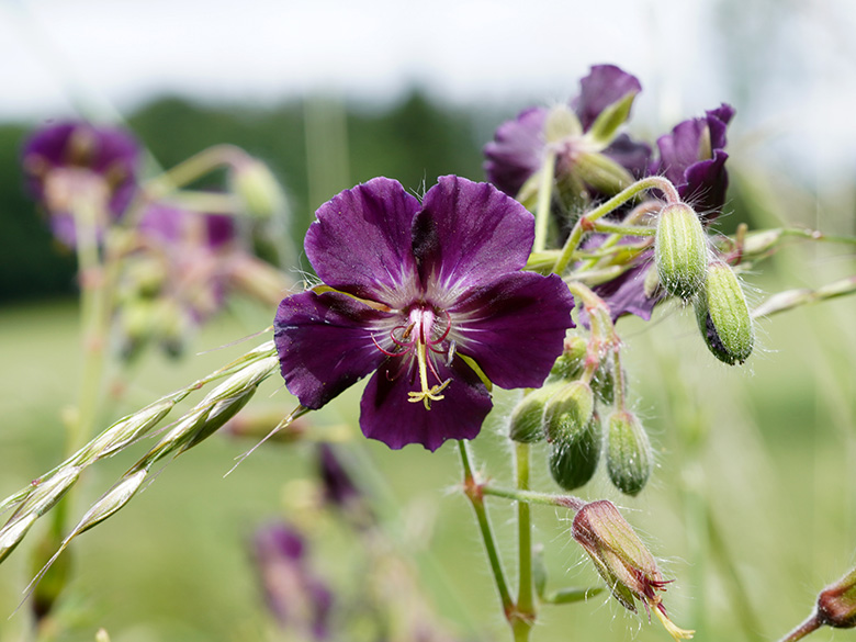 Geranium phaeum