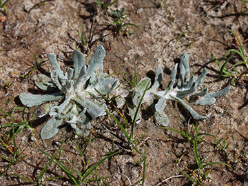 Helichrysum luteoalbum