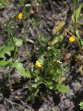 Hypochaeris glabra