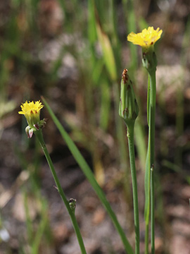Hypochaeris glabra