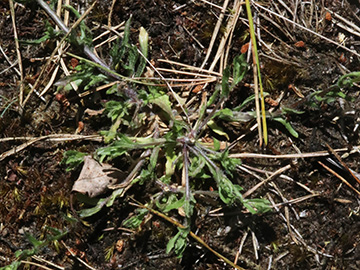 Jasione montana