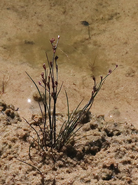 Juncus bulbosus