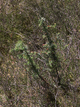 Juniperus communis