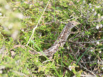 Lacerta agilis