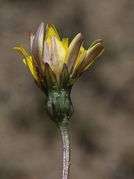Leontodon saxatilis