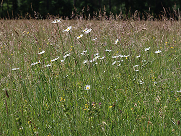 Leucanthemum vulgare agg.
