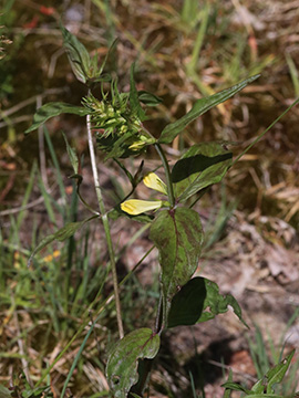 Melampyrum pratense