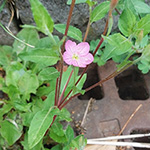 Oenothera rosea
