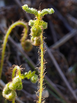 Phegopteris connectilis