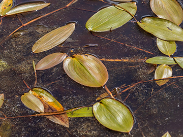 Potamogeton natans