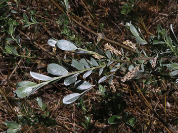 Salix repens