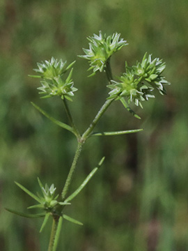 Scleranthus annuus