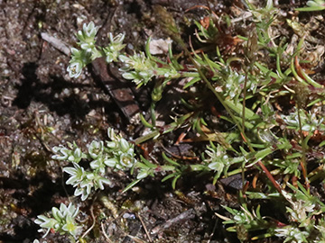 Scleranthus perennis