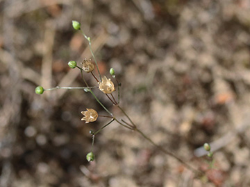 Spergula morisonii