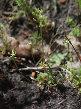 Teesdalia nudicaulis