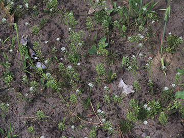 Teesdalia nudicaulis 
