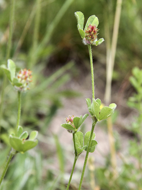 Trifolium striatum