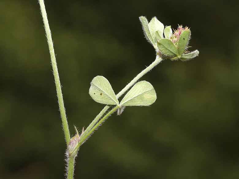Trifolium striatum