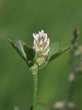 Trifolium striatum