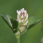Trifolium striatum