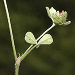 Trifolium striatum