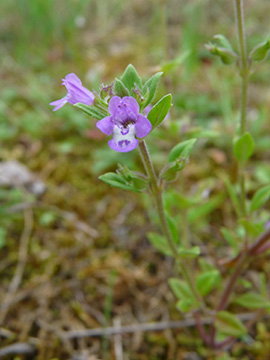 Acinos arvensis