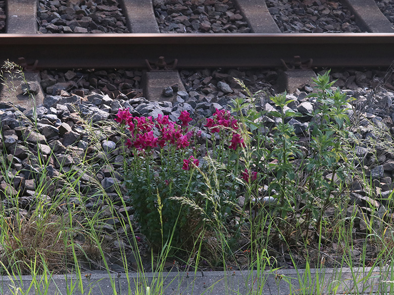 Antirrhinum majus
