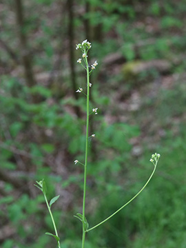 Arabidopsis halleri