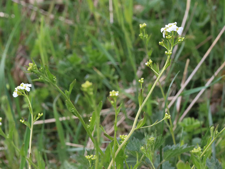 Arabidopsis halleri