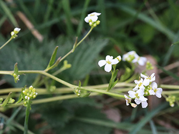 Arabidopsis halleri