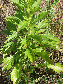 Aster ageratoides