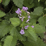 Betonica macrantha