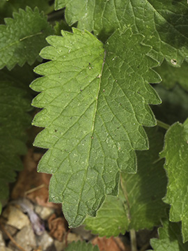 Betonica macrantha