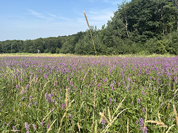 Betonica officinalis