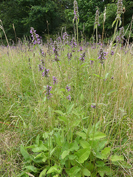 Betonica officinalis