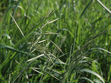 Bromus riparius