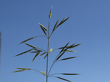Bromus riparius
