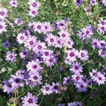 Catananche caerulea